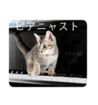 テヌレオポン子猫ポンチキ音楽家Ver.（個別スタンプ：6）