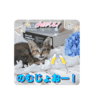 テヌレオポン子猫ポンチキ音楽家Ver.（個別スタンプ：24）