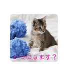 テヌレオポン子猫ポンチキ音楽家Ver.（個別スタンプ：29）