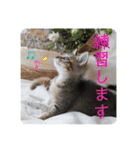 テヌレオポン子猫ポンチキ音楽家Ver.（個別スタンプ：31）