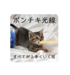 テヌレオポン子猫ポンチキ音楽家Ver.（個別スタンプ：40）