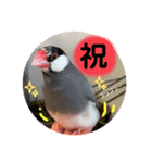 桜文鳥わすけ めでたいわす【改訂版】（個別スタンプ：4）