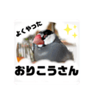 桜文鳥わすけ めでたいわす【改訂版】（個別スタンプ：16）