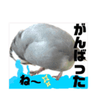 桜文鳥わすけ めでたいわす【改訂版】（個別スタンプ：23）