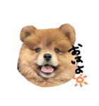 ぅちのゎんころ日常①（個別スタンプ：4）