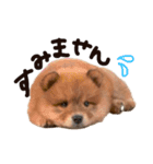 ぅちのゎんころ日常①（個別スタンプ：6）