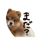 ぅちのゎんころ日常①（個別スタンプ：8）