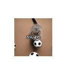 猫とサッカーボール（個別スタンプ：12）