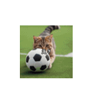 猫とサッカーボール（個別スタンプ：15）