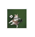 猫とサッカーボール（個別スタンプ：18）