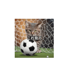 猫とサッカーボール（個別スタンプ：23）