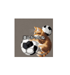 猫とサッカーボール（個別スタンプ：25）