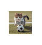 猫とサッカーボール（個別スタンプ：35）