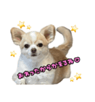 ちわちわもーちゃん（個別スタンプ：7）