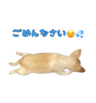 ちわちわもーちゃん（個別スタンプ：13）