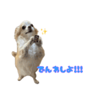 ちわちわもーちゃん（個別スタンプ：14）