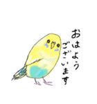 いろんなカラーのセキセイインコのあいさつ（個別スタンプ：1）