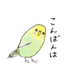 いろんなカラーのセキセイインコのあいさつ（個別スタンプ：6）