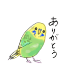 いろんなカラーのセキセイインコのあいさつ（個別スタンプ：8）