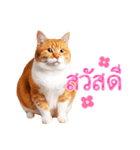 【タイ語】気持ちを伝える♡かわいい茶白猫（個別スタンプ：1）