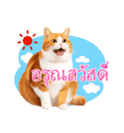 【タイ語】気持ちを伝える♡かわいい茶白猫（個別スタンプ：17）