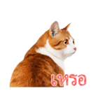【タイ語】気持ちを伝える♡かわいい茶白猫（個別スタンプ：21）