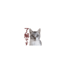 【バリ島の保護猫ちゃん】超小さいスタンプ（個別スタンプ：1）