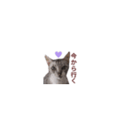 【バリ島の保護猫ちゃん】超小さいスタンプ（個別スタンプ：6）