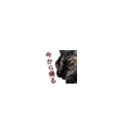 【バリ島の保護猫ちゃん】超小さいスタンプ（個別スタンプ：7）