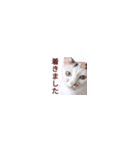 【バリ島の保護猫ちゃん】超小さいスタンプ（個別スタンプ：11）