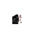 【バリ島の保護猫ちゃん】超小さいスタンプ（個別スタンプ：15）