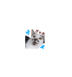 【バリ島の保護猫ちゃん】超小さいスタンプ（個別スタンプ：16）