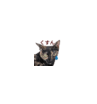 【バリ島の保護猫ちゃん】超小さいスタンプ（個別スタンプ：21）