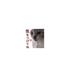 【バリ島の保護猫ちゃん】超小さいスタンプ（個別スタンプ：29）