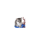 【バリ島の保護猫ちゃん】超小さいスタンプ（個別スタンプ：31）