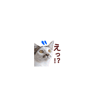【バリ島の保護猫ちゃん】超小さいスタンプ（個別スタンプ：32）
