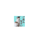 【バリ島の保護猫ちゃん】超小さいスタンプ（個別スタンプ：34）