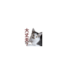 【バリ島の保護猫ちゃん】超小さいスタンプ（個別スタンプ：35）