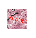 美しい桜・・・（個別スタンプ：31）