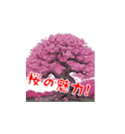 美しい桜・・・（個別スタンプ：39）