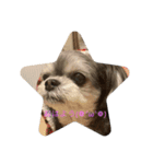 子犬のここちゃん（個別スタンプ：6）
