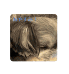 子犬のここちゃん（個別スタンプ：7）