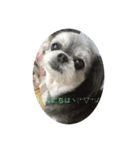 子犬のここちゃん（個別スタンプ：8）