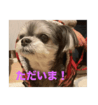 子犬のここちゃん（個別スタンプ：9）
