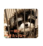子犬のここちゃん（個別スタンプ：10）