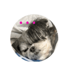 子犬のここちゃん（個別スタンプ：11）