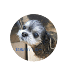 子犬のここちゃん（個別スタンプ：12）
