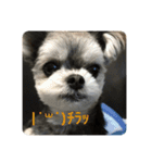 子犬のここちゃん（個別スタンプ：15）