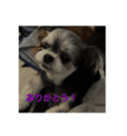 子犬のここちゃん（個別スタンプ：16）