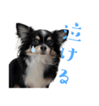 babyるぅ！やさぐれ編（個別スタンプ：13）